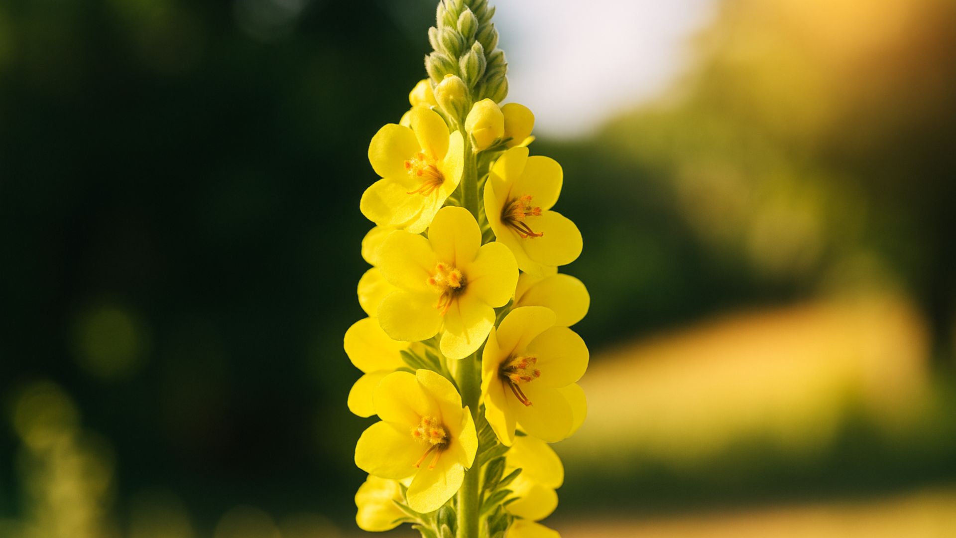 il fiore del verbasco rende la pelle luminosa